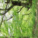 ���������� ���������, ���� ������� Kurban, 34 ����, ������������ ��� ������, ����� � ���������