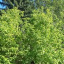 ���������� ����, ���� ������� �����, 49 ���, ������������ ��� ����� � ���������, c�������� ���������