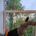 ���������� ���������, ���� ������� ���������, 33 ����, ������������ ��� ������, ����� � ���������