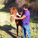  ,   SARDOR, 33 ,     , c 