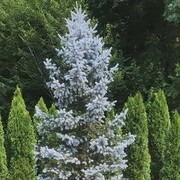 ���������� �������, ���� ������� ������, 31 ���, ������������ ��� ������, ����� � ���������