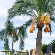 ���������� ���������, ���� ������� ������, 40 ���, ������������ ��� ������, ����� � ���������