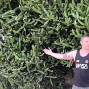 ���������� �������, ���� ������� ������, 41 ���, ������������ ��� ������, ����� � ���������, c�������� ���������, ���������