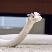 ���������� ������, Milka