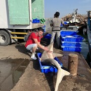 ���������� �����, ���� ������� �������, 36 ���, ������������ ��� ������, ����� � ���������