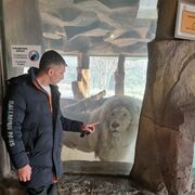 ���������� ������-��-����, ���� ������� ����, 40 ���, ������������ ��� ������, ����� � ���������, c�������� ���������