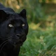 ���������� ������, ���� ������� ������, 39 ���, ������������ ��� ������, ����� � ���������, c�������� ���������