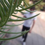 ���������� ������������, ���� ������� �������, 26 ���, ������������ ��� ������, ����� � ���������, c�������� ���������, ���������