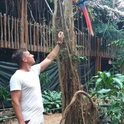 ���������� ������, ���� ������� �������, 38 ���, ������������ ��� ������, ����� � ���������, c�������� ���������