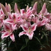 ���������� ������, �����