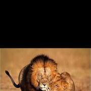 ���������� �����, ������� ��������, 45