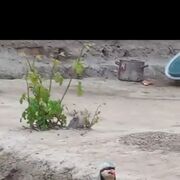 ���������� ������-��-����, ���� ������� ������, 38 ���, ������������ ��� ������, ����� � ���������