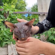 ���������� ���������, ���� ����� ������, 21 ���, ������������ ��� ������, ����� � ���������