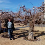 ���������� ������, ���� ������� ��������, 50 ���, ������������ ��� ������, ����� � ���������, c�������� ���������