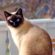 ��� ������� ��������