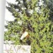 ���������� ���������, ���� ������� ����, 35 ���, ������������ ��� ������