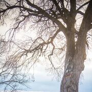 ���������� �����, ���� ������� �����, 46 ���, ������������ ��� c�������� ���������