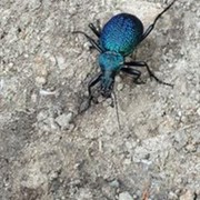 ���������� ���������, ���� ������� Maks, 35 ���, ������������ ��� ������