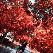 ���������� ������-��-����, ���� ������� ��������, 33 ����, ������������ ��� ������, ����� � ���������, c�������� ���������, ���������