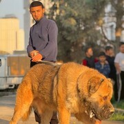 ���������� ��������, ���� ������� ����, 29 ���, ������������ ��� ������, ����� � ���������