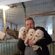 ���������� ������, ���� ������� ������, 51 ���, ������������ ��� ������, ����� � ���������