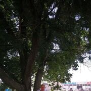  ,   , 65 ,   c 
