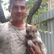 ���������� ������, ���� ������� �������, 41 ���, ������������ ��� ������, ����� � ���������, c�������� ���������