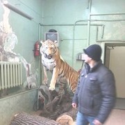 ���������� �����-���������, ���� ������� �����, 43 ����, ������������ ��� ������