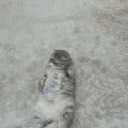 ���������� ������, ���� ������� ������, 48 ���, ������������ ��� ������, ����� � ���������, c�������� ���������