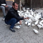  ,   Sasun, 40 ,   ,   , c 