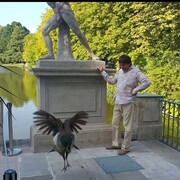 ���������� ������������, ���� ������� ������, 46 ���, ������������ ��� ������, ����� � ���������, c�������� ���������