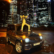 ���������� ������, ���� ������� ����, 31 ���, ������������ ��� ������, ����� � ���������