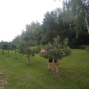 ���������� �������, ���� ������� ����, 48 ���, ������������ ��� ������, ����� � ���������, ���������