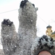 ���������� �������, ���� ������� �����, 45 ���, ������������ ��� ������, ����� � ���������, c�������� ���������