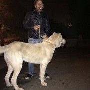  ,  besik, 42