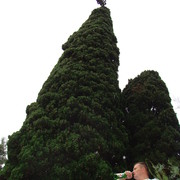 ���������� �����, ���� ������� �������, 45 ���, ������������ ��� ������, ����� � ���������, c�������� ���������