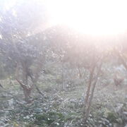  ,   Mamuka, 61 ,   ,   