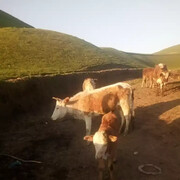 ���������� ����������, ���� ������� ���, 43 ����, ������������ ��� ������