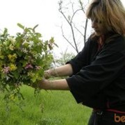 ���������� ������, ���� ������� Natali, 68 ���, ������������ ��� ����� � ���������, c�������� ���������