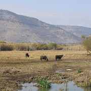 ���������� ����, ���� ������� �����, 39 ���, ������������ 