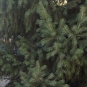 ���������� ������, ���� ������� ������, 37 ���, ������������ ��� ������, ����� � ���������, c�������� ���������