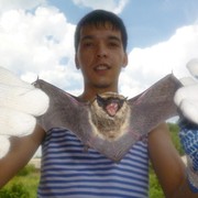 ���������� �������, ������� ������, 36