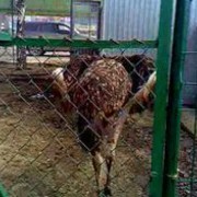  ,   Ksander, 42 ,   ,   , c 
