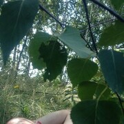  ,   , 45 ,   ,   