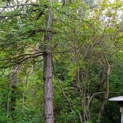 ���������� ����������, ���� ������� �����, 36 ���, ������������ ��� ����� � ���������, c�������� ���������, ���������