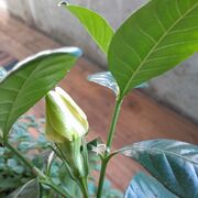 ���������� ������, ���� ������� �����, 48 ���, ������������ ��� ������, ����� � ���������