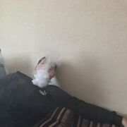 ���������� ������, ���� ����� �����, 21 ���, ������������ ��� ������, ����� � ���������, c�������� ���������