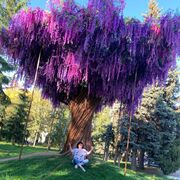 ���������� ����, ���� ������� �����, 56 ���, ������������ 