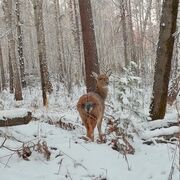 ���������� ������������, ���� ������� �������, 48 ���, ������������ ��� ������, ����� � ���������