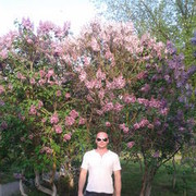  ,   DIMON, 46 ,   ,   , c 